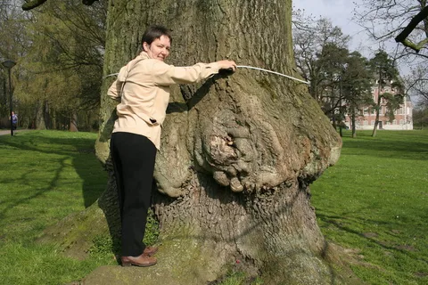 Français&nbsp;:  Chêne rouge d’Amérique (Quercus rubra)
Circonférence mesurée à  150 du sol: 570 cm (2007)
Hauteur&nbsp;: 21m (1999)
Position exacte&nbsp;:
Monceau-s
