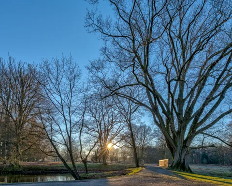 Red Oak (Quercus rubra)