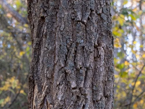 Black Locust bark (Robinia pseudoacacia)