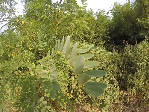 Black Locust leaf (Robinia pseudoacacia)
