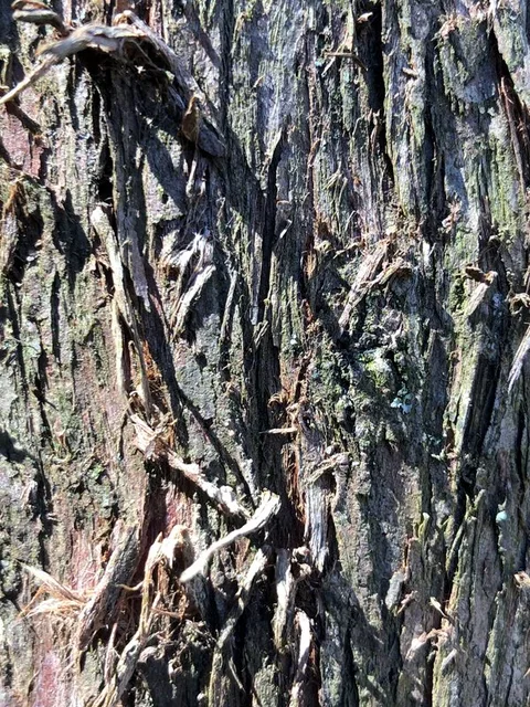 English:  American Arborvitae bark along Terrace Boulevard in the Parkway Village section of Ewing Township, Mercer County, New Jersey
