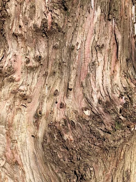 English:  Arborvitae bark along Hidden Meadow Court in the Franklin Farm section of Oak Hill, Fairfax County, Virginia