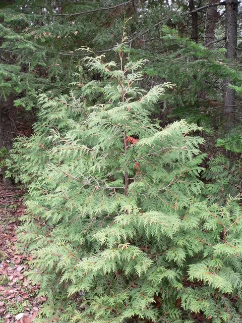 Eastern White Cedar (Thuja occidentalis)