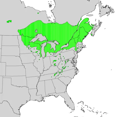 English:  Range map of Thuja occidentalis