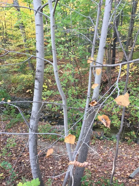 English:  This is a young American linden in a ravine.