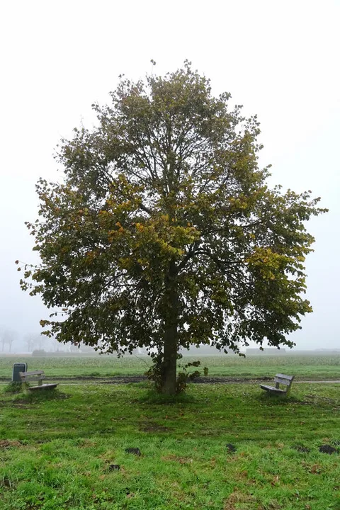 American Basswood (Tilia americana)