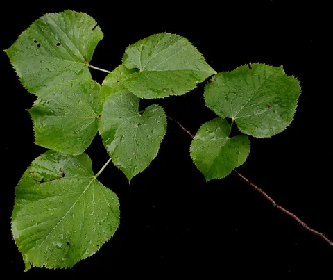 Français&nbsp;:  Nom français&nbsp;: tilleul d'Amérique. Nom anglais&nbsp;: basswood. Feuille de tilleul d'Amérique, vue de dessus.