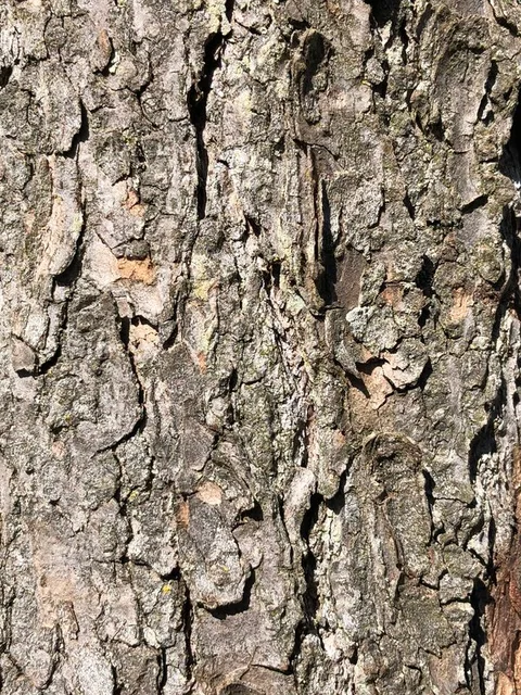 English: Eastern Hemlock bark along Briargate Court in the Franklin Farm section of Oak Hill, Fairfax County, Virginia