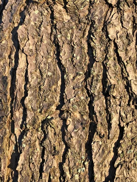 English: Eastern Hemlock bark along Terrace Boulevard in the Parkway Village section of Ewing Township, Mercer County, New Jersey