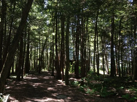 Eastern Hemlock (Tsuga canadensis)