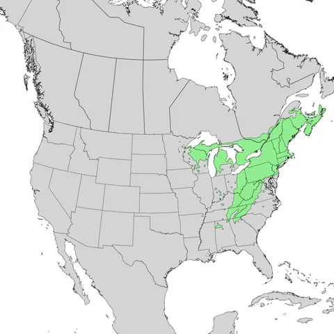 English: Natural distribution map for Tsuga canadensis