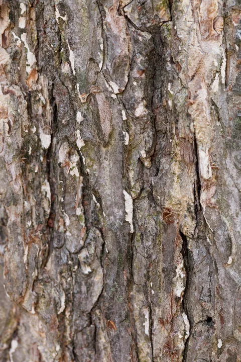 American elm