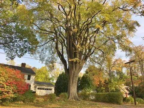 American Elm (Ulmus americana)