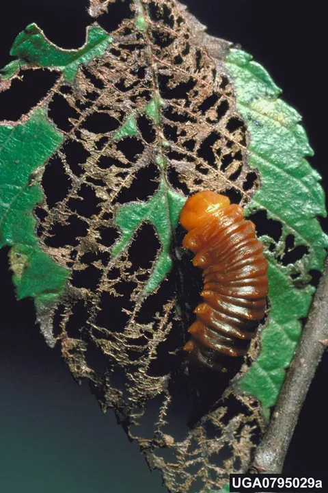 English:  Monocesta coryli larva on Ulmus americana leaf in USA