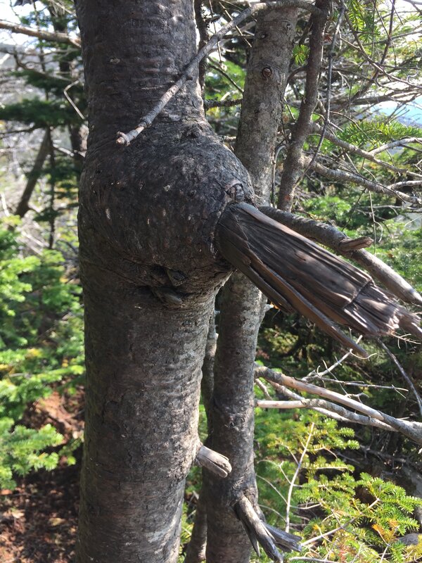 English: Balsam Fir trying to envelop a broken branch with new wood along the Sunset Ridge Trail at about 3,300 feet above sea level on the western s