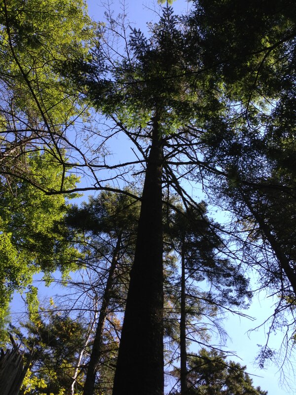 Balsam Fir (Abies balsamea)