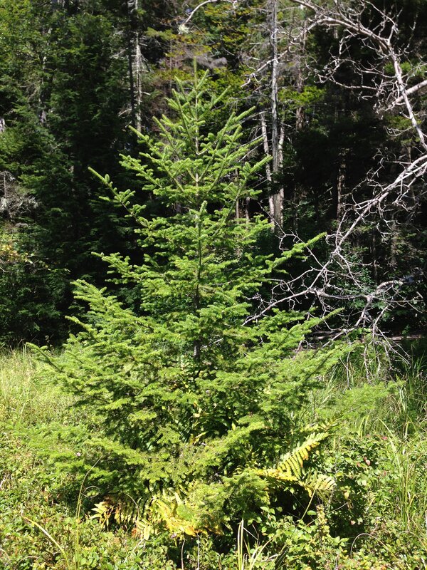 Balsam Fir (Abies balsamea)