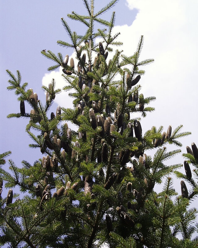 English: Abies balsamea tree with cones, Sherburne National Wildlife Refuge, Minnesota