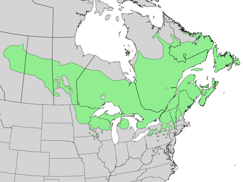 English: Distribution map for Abies balsamea (L.) Mill. - balsam fir