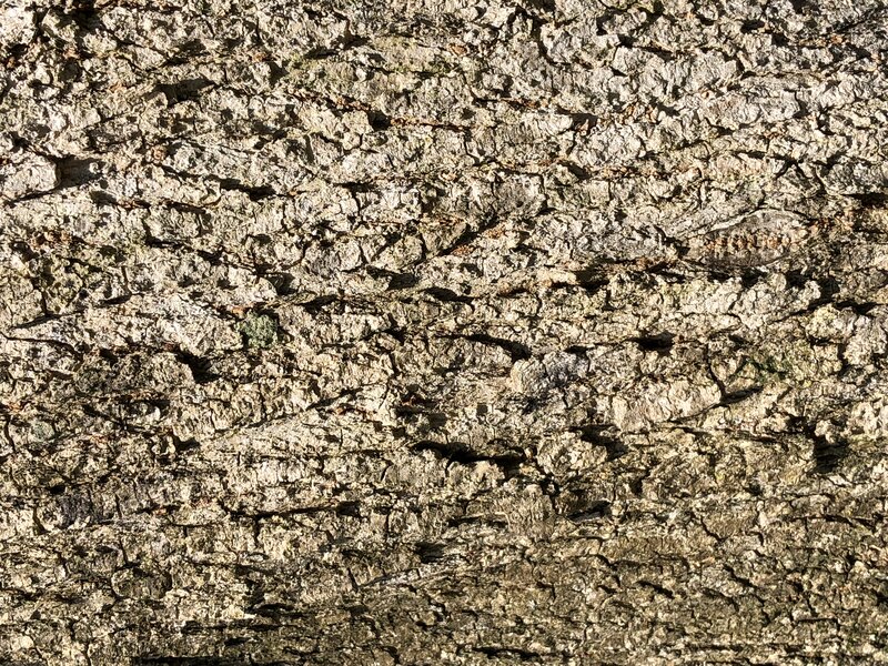 English:  Bark on a Box Elder along Horsepen Run within Horsepen Run Stream Valley Park in Oak Hill, Fairfax County, Virginia