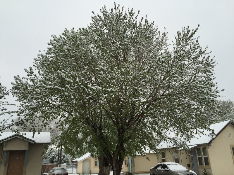 Manitoba Maple (Acer negundo)