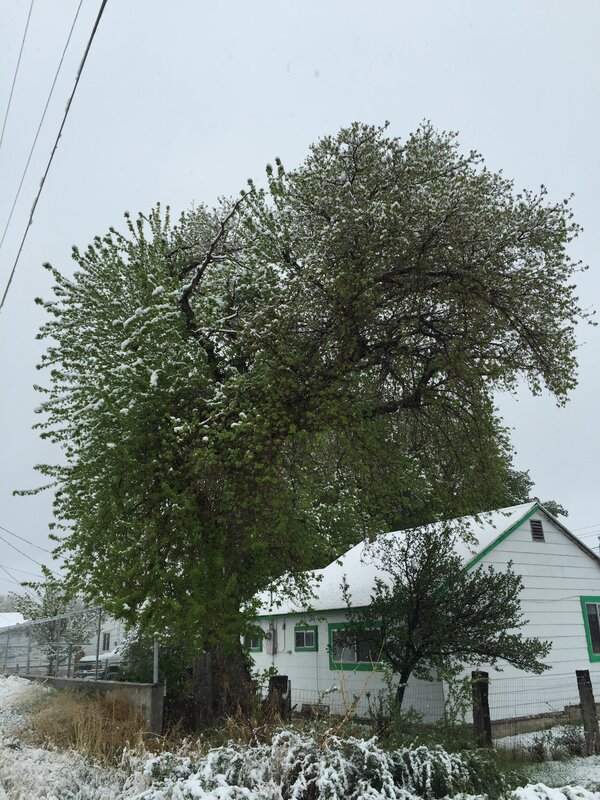 Manitoba Maple (Acer negundo)