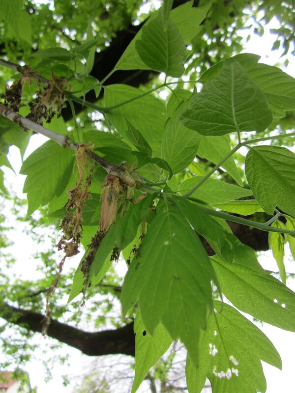 Deutsch:  Eschen-Ahorn (Acer negundo) an der Berlinallee (Hockenheim)