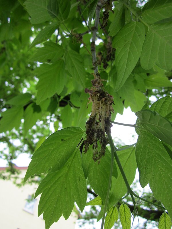 Deutsch:  Eschen-Ahorn (Acer negundo) an der Berlinallee (Hockenheim)