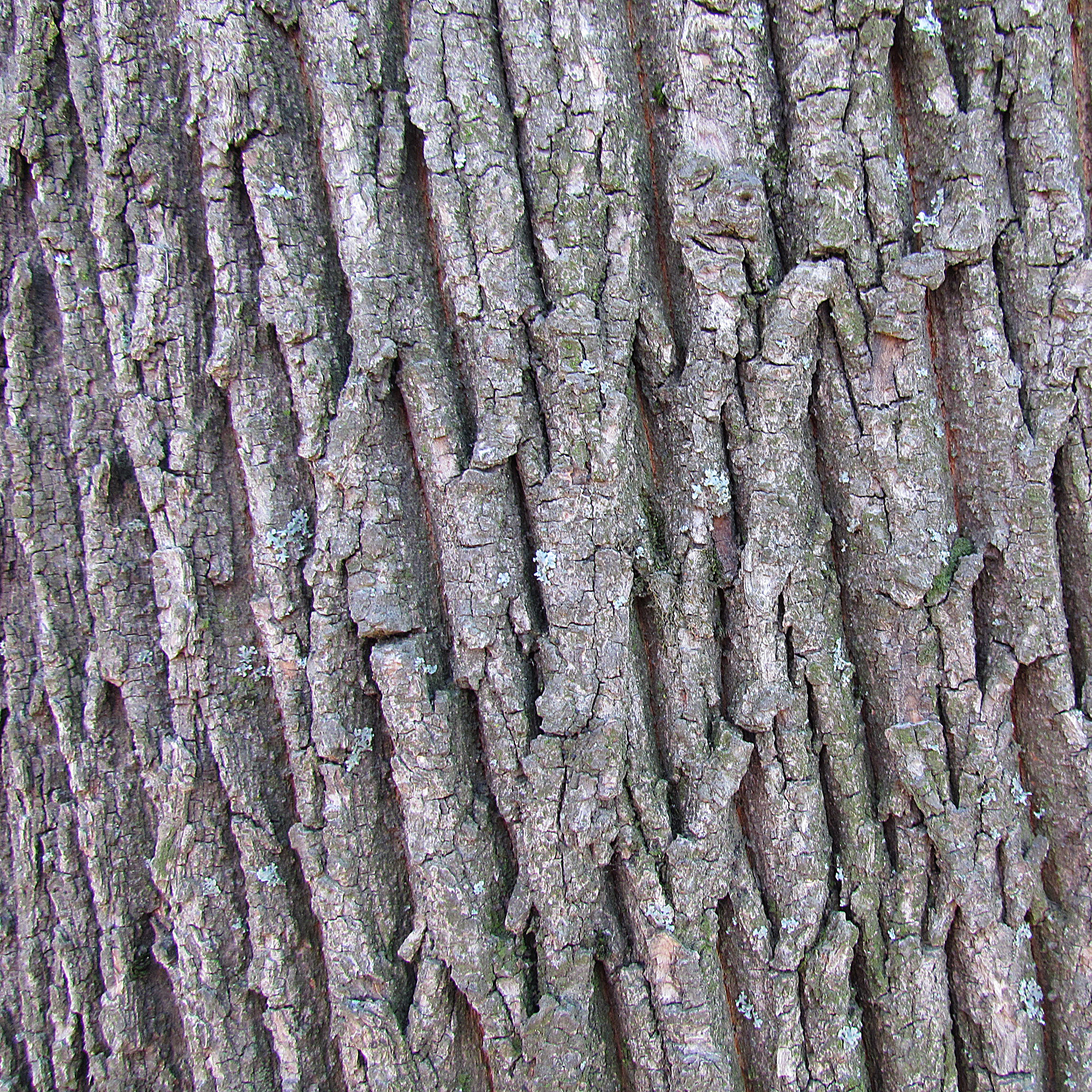 Norway Maple bark (Acer platanoides)