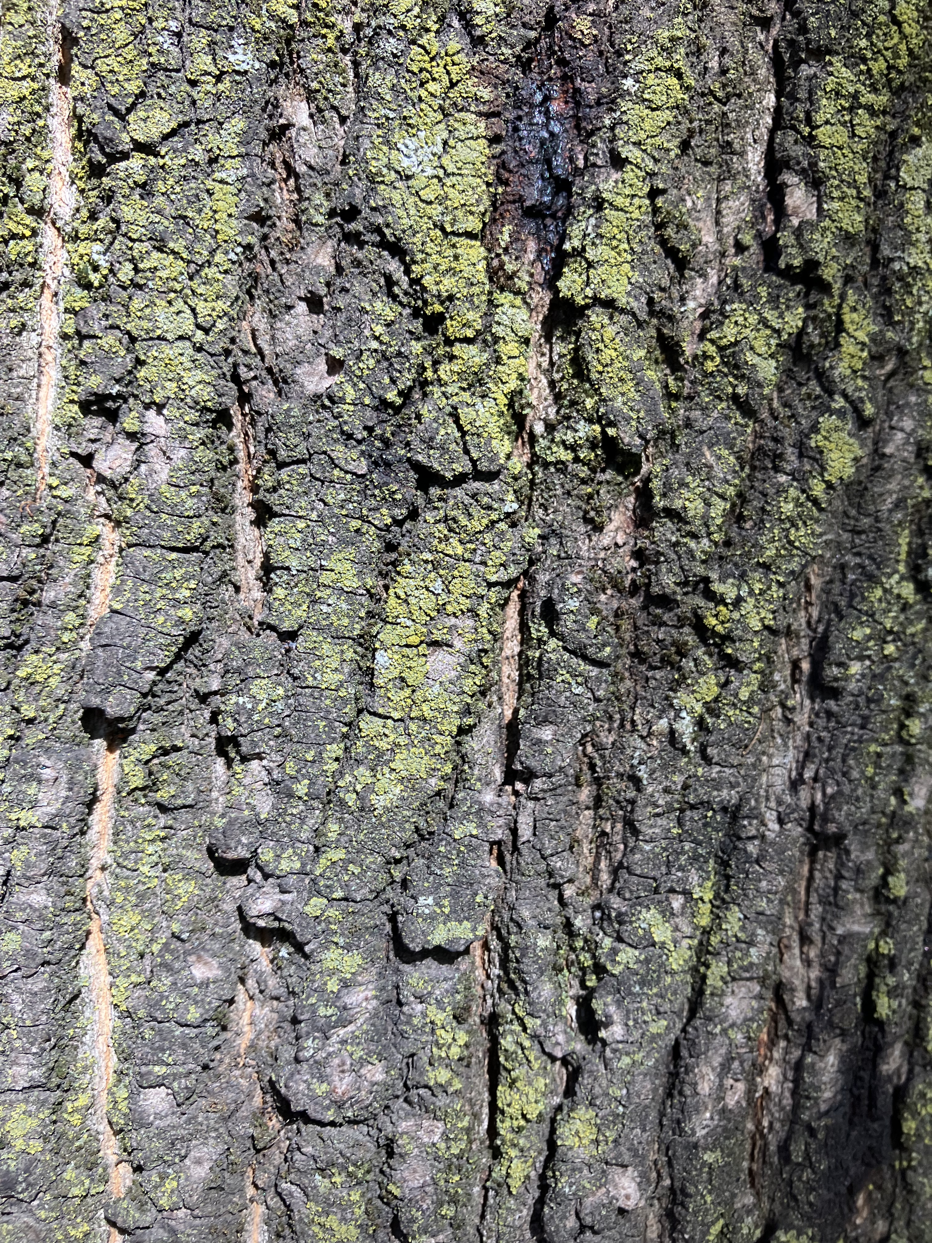 Norway Maple bark (Acer platanoides)