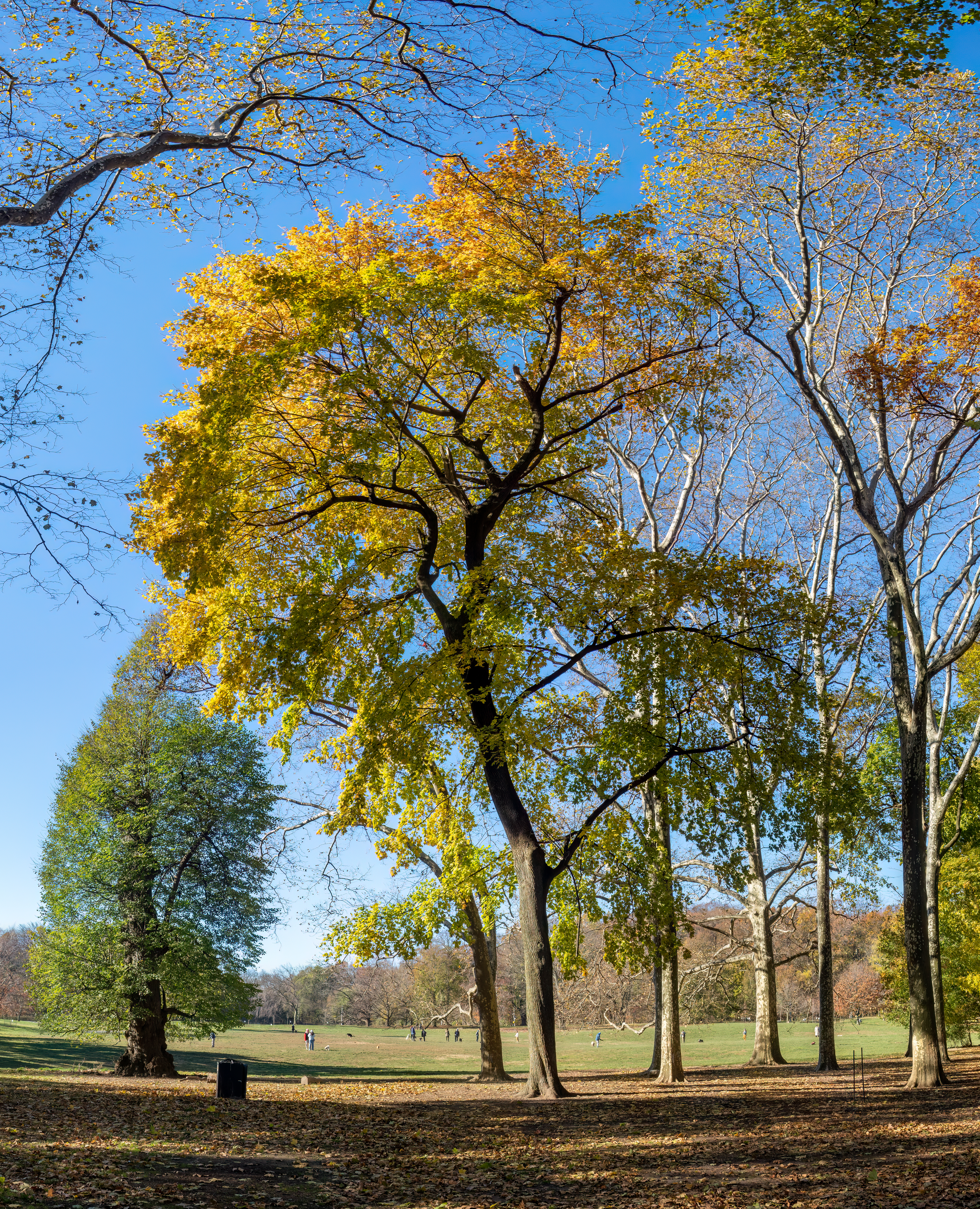 Norway Maple (Acer platanoides)
