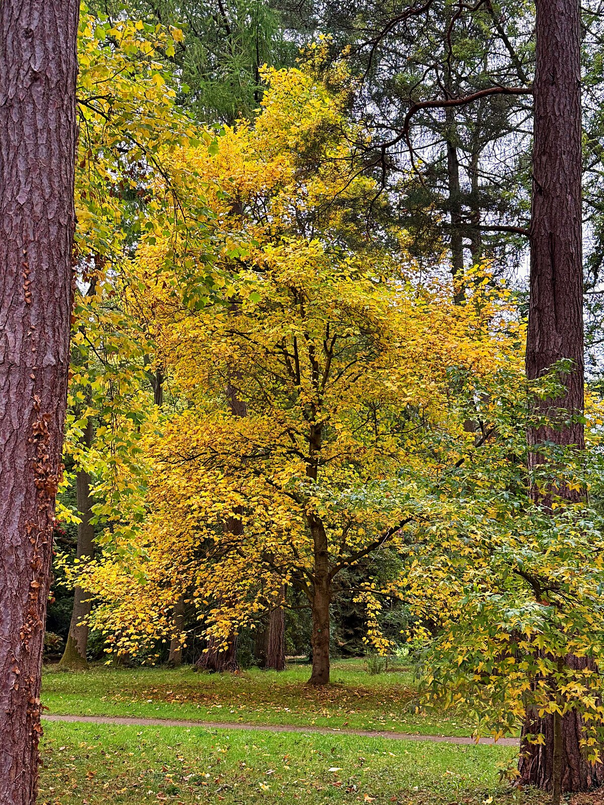Norway Maple (Acer platanoides)