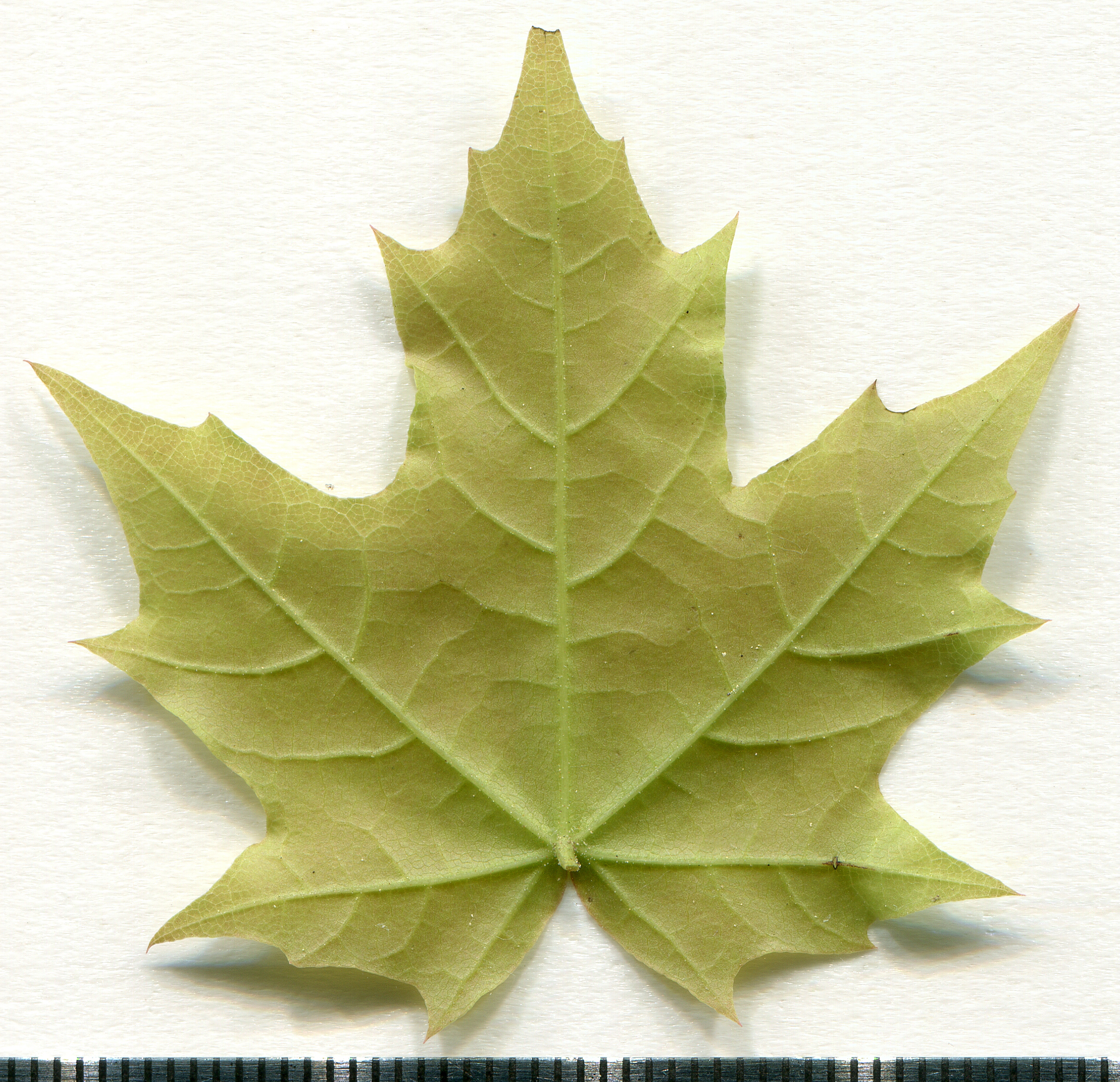 Norway Maple leaf (Acer platanoides)