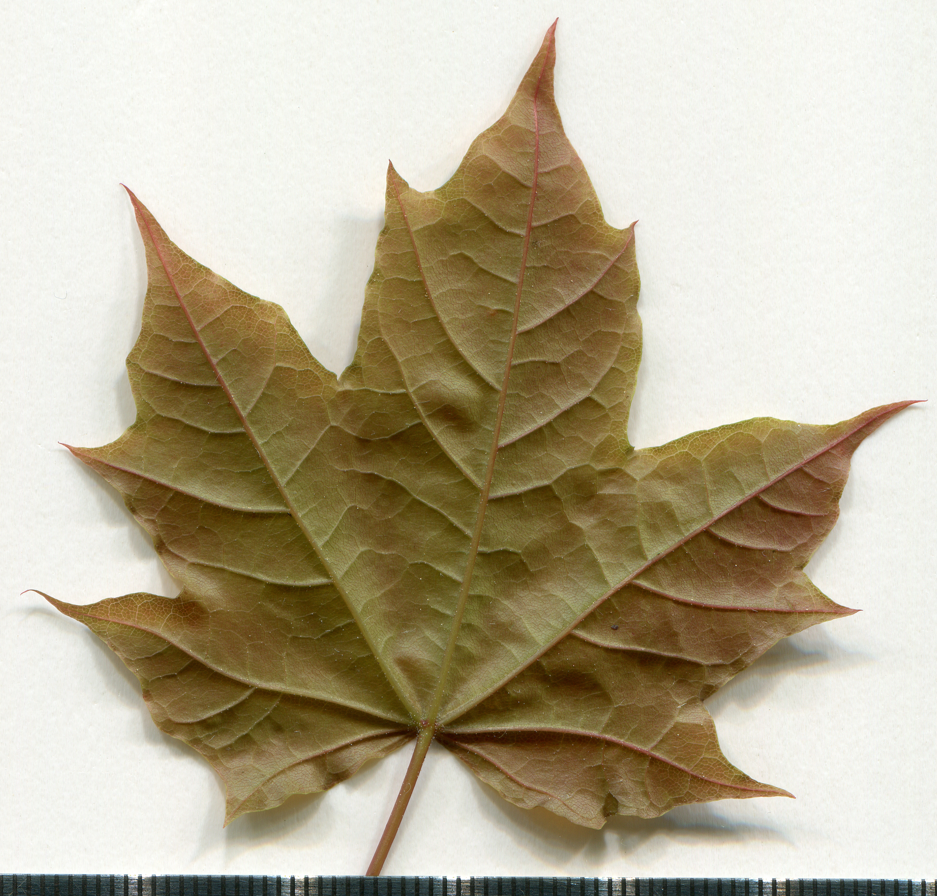 Norway Maple leaf (Acer platanoides)