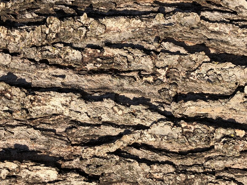 English:  Red Maple bark along Franklin Farm Road in the Franklin Farm section of Oak Hill, Fairfax County, Virginia