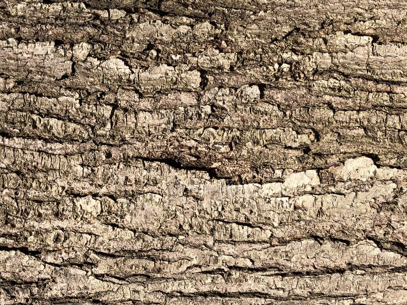 English:  Red Maple bark along Terrace Boulevard in the Parkway Village section of Ewing Township, Mercer County, New Jersey