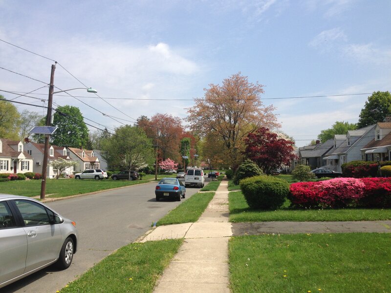 Red Maple (Acer rubrum)