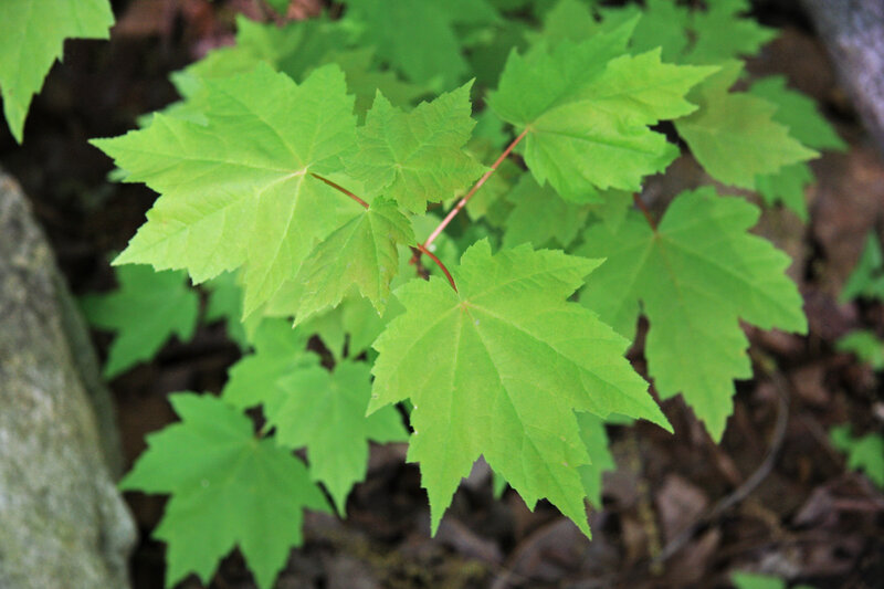 English:  Red maple (Acer rubrum) young leaves.  Duke Forest Korstian Division, Durham, North Carolina USA.