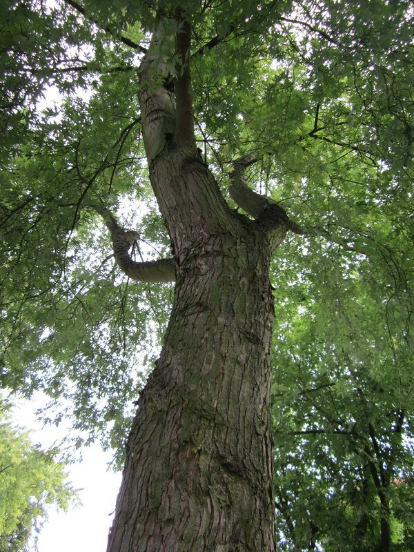Deutsch:  Silberahornalle an der Bismarckstraße (Saarbrücken)