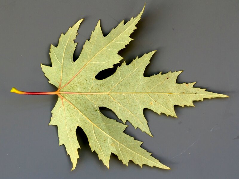 Sachsen: Silber-Ahorn, Blatt-Unterseite