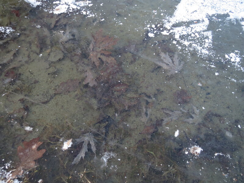 Deutsch:  Im Eis gefrorene Blätter vom Silberahorn (Acer saccharinum) im Ebertpark Hockenheim