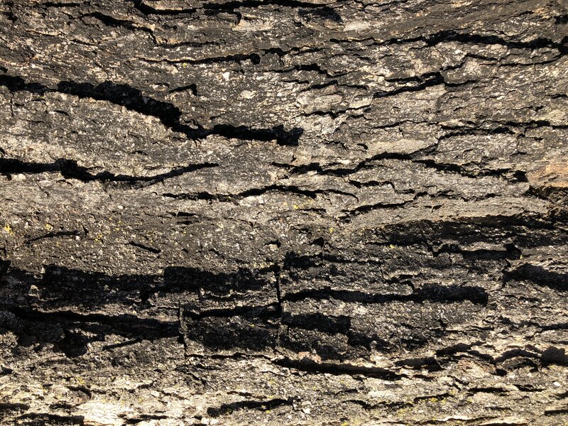 English:  Sugar Maple bark along Franklin Farm Road in the Franklin Farm section of Oak Hill, Fairfax County, Virginia