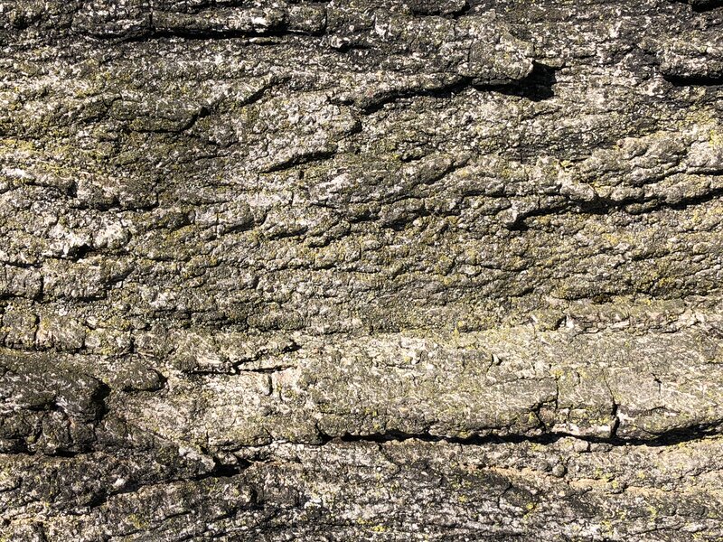 English:  Sugar Maple bark along Dunmore Avenue in the Parkway Village section of Ewing Township, Mercer County, New Jersey