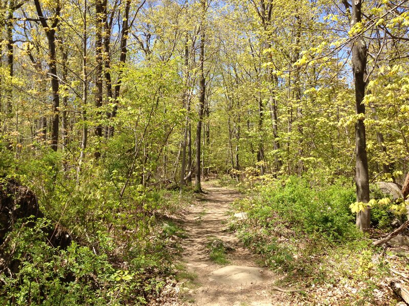 Sugar Maple (Acer saccharum)