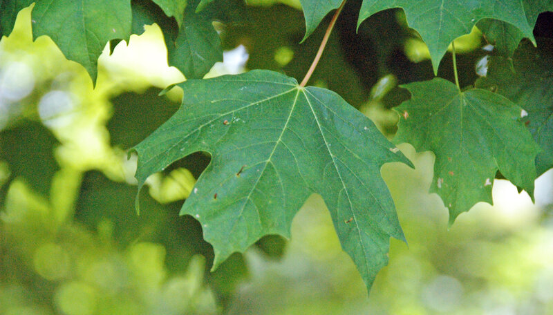 Acer saccharum Marshall, 1785 - sugar maple leaves (Dawes Arboretum, Licking County, Ohio, USA)
Plants are multicellular, photosynthesizing eucaryotes