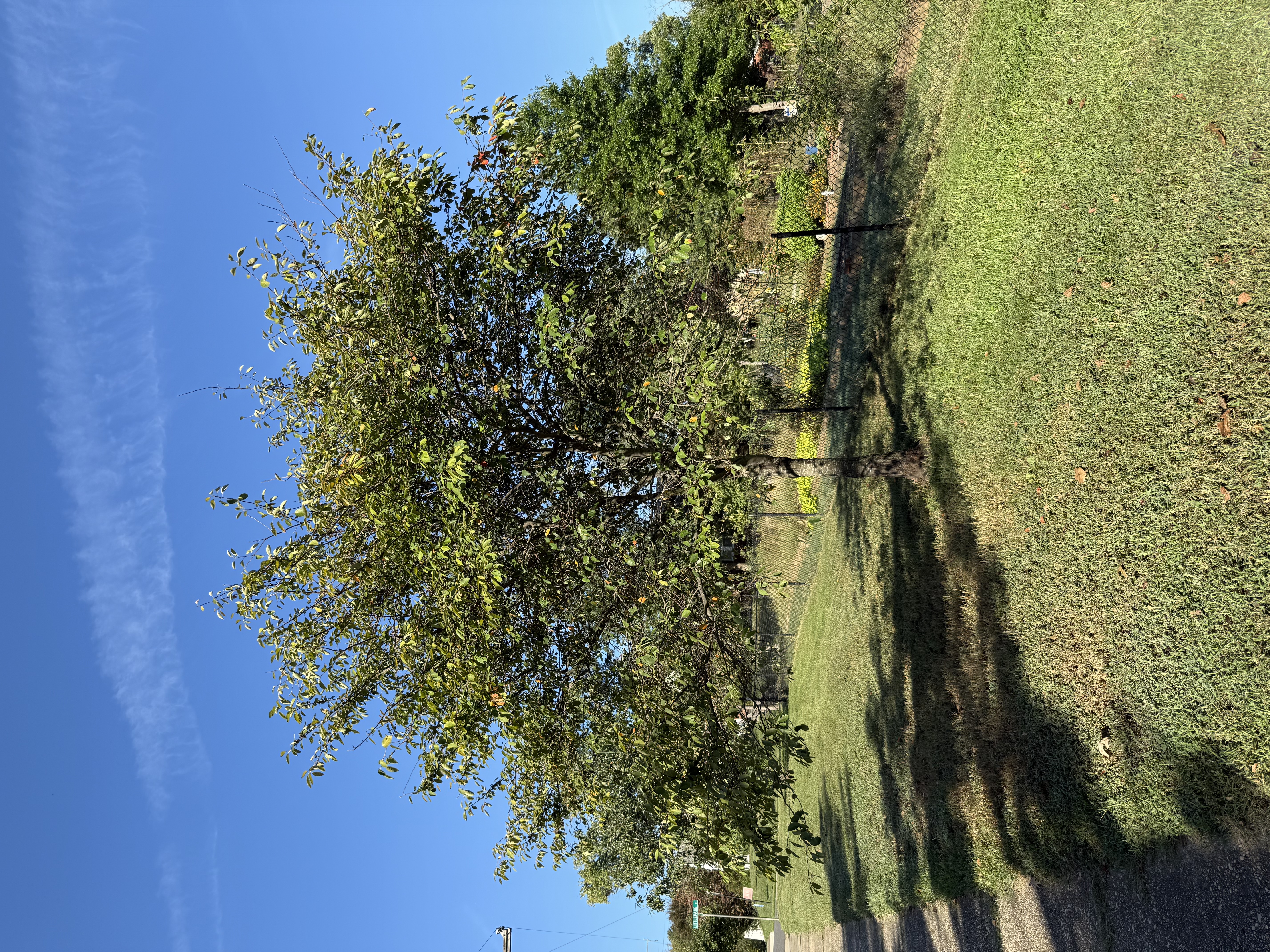 Serviceberry (Amelanchier)