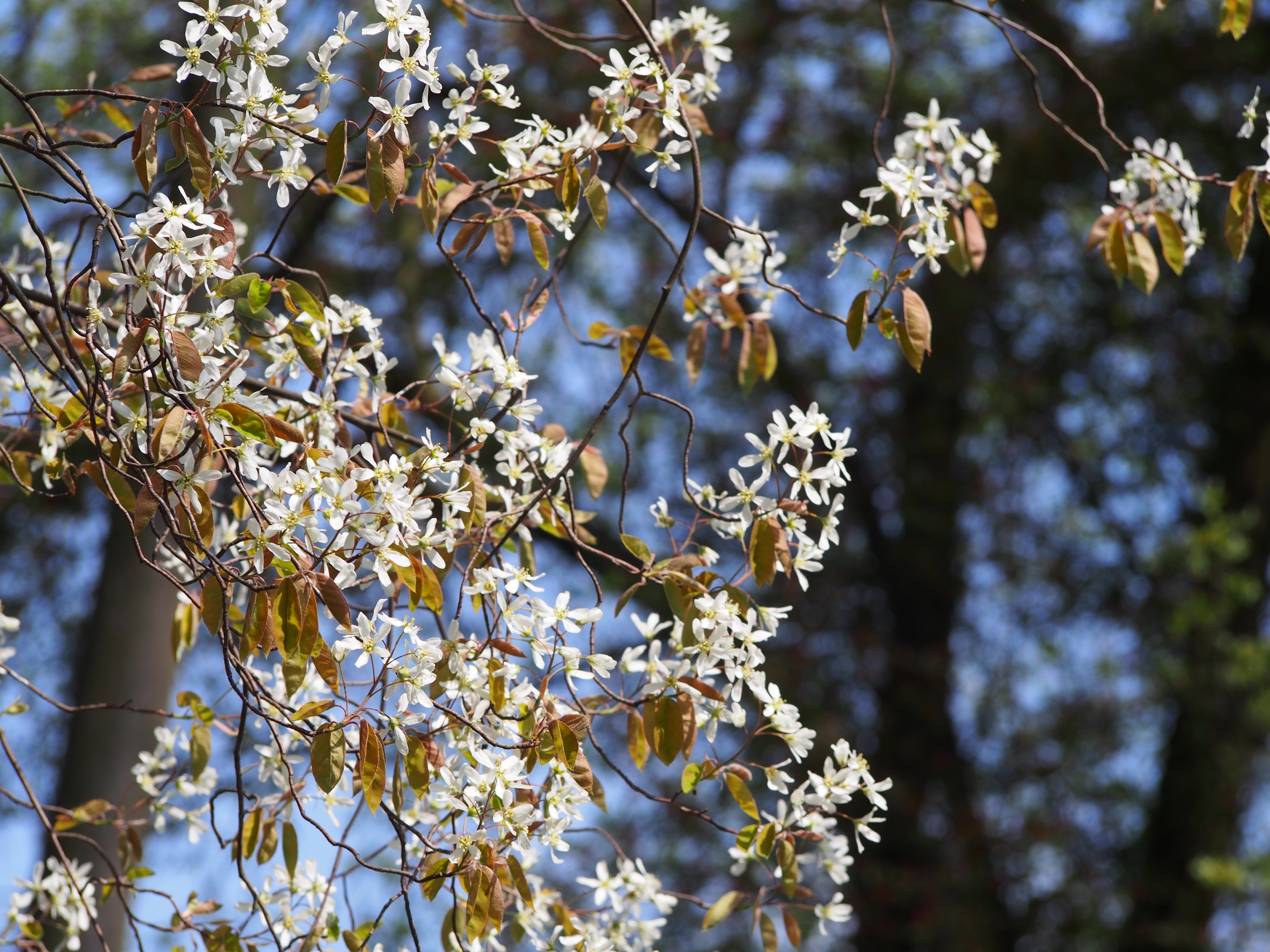 Serviceberry in bloom (Amelanchier lamarckii)