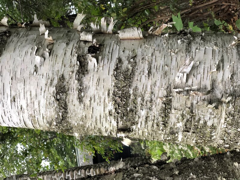 English: Paper Birch bark along Ridge Road near Spring Lake in Berlin, Rensselaer County, New York
