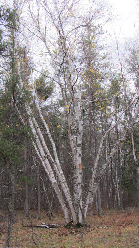 White Birch (Betula papyrifera)