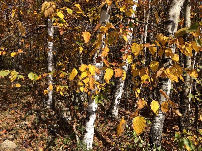 English: Paper Birch leaves in autumn at about 1300 feet above sea level along Sky Line Drive on Equinox Mountain in Manchester, Bennington County, V